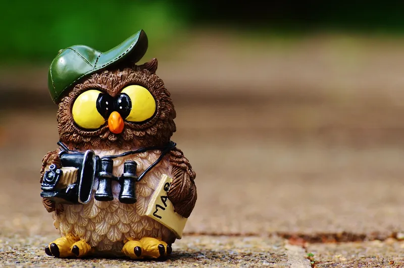 Owl, photographer, taking photos, tourist