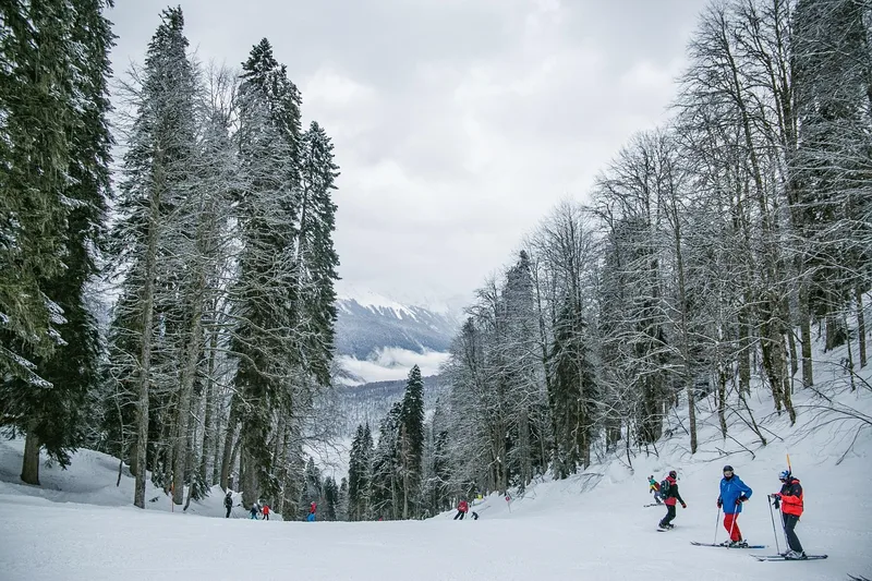 Snow, skiing, people, trees
